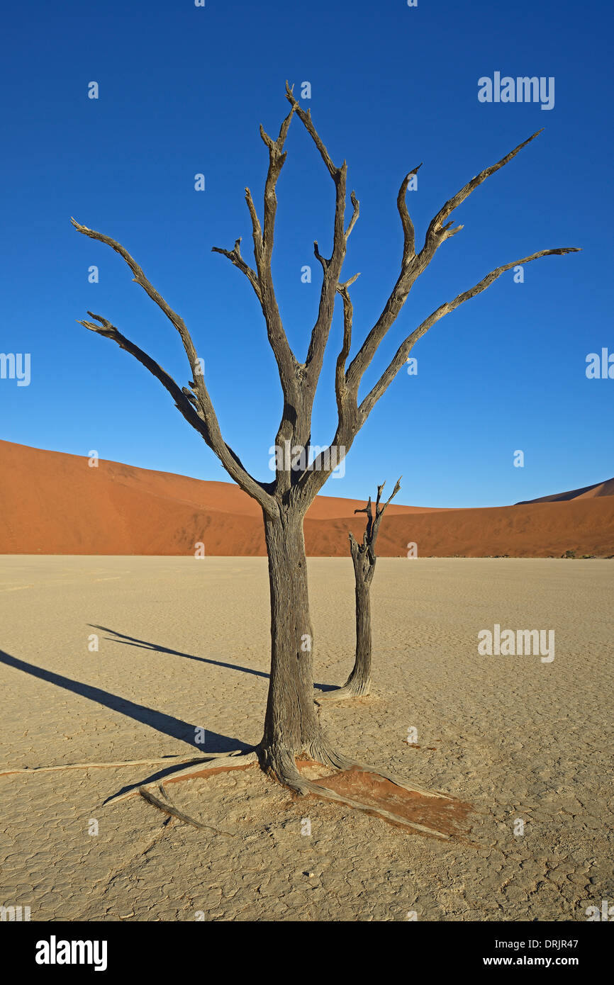 Camel Thorn trees Acacia erioloba, anche camel thorn o camel thorn acacia nell'ultima luce della sera, Namib Naukluft national par Foto Stock