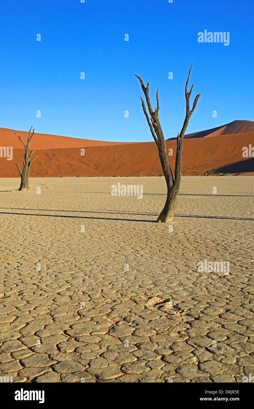 Camel Thorn trees Acacia erioloba, anche camel thorn o camel thorn acacia nell'ultima luce della sera, Namib Naukluft national par Foto Stock