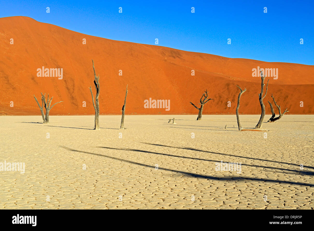 Camel Thorn trees Acacia erioloba, anche camel thorn o camel thorn acacia nell'ultima luce della sera, Namib Naukluft national par Foto Stock