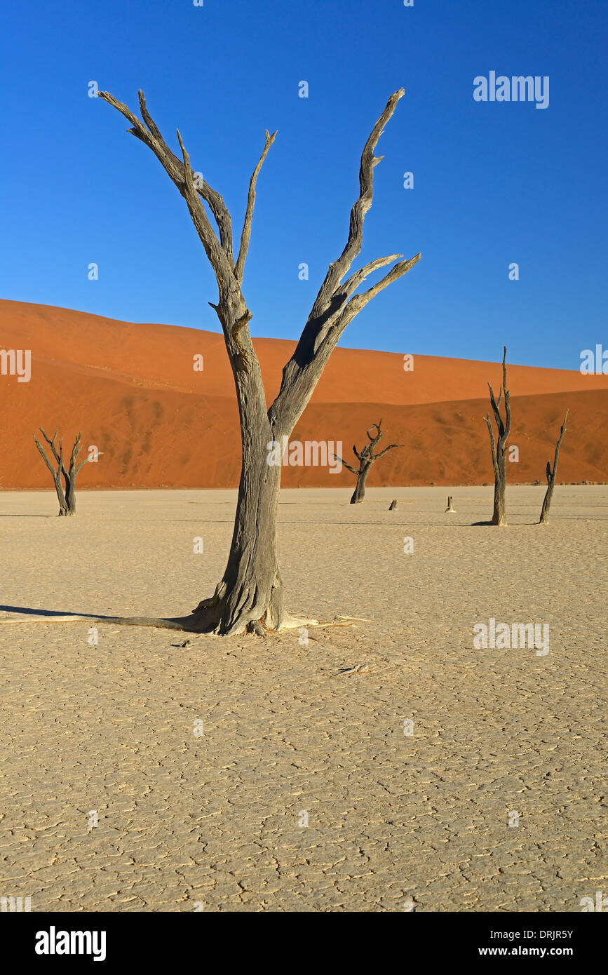 Camel Thorn trees Acacia erioloba, anche camel thorn o camel thorn acacia nell'ultima luce della sera, Namib Naukluft national par Foto Stock