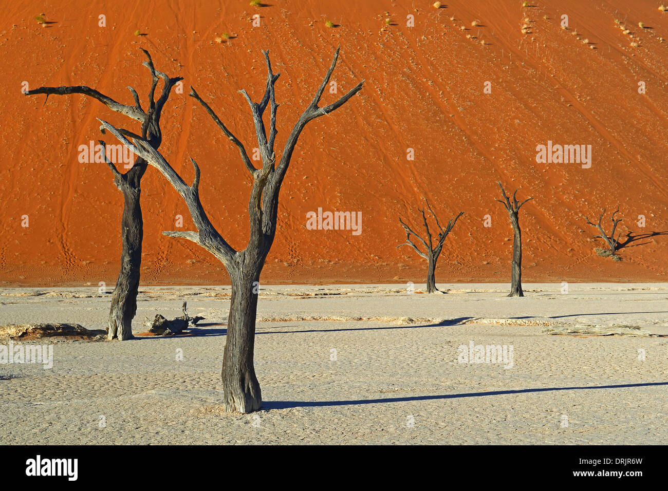 Camel Thorn trees Acacia erioloba, anche camel thorn o camel thorn acacia nell'ultima luce della sera, Namib Naukluft national par Foto Stock