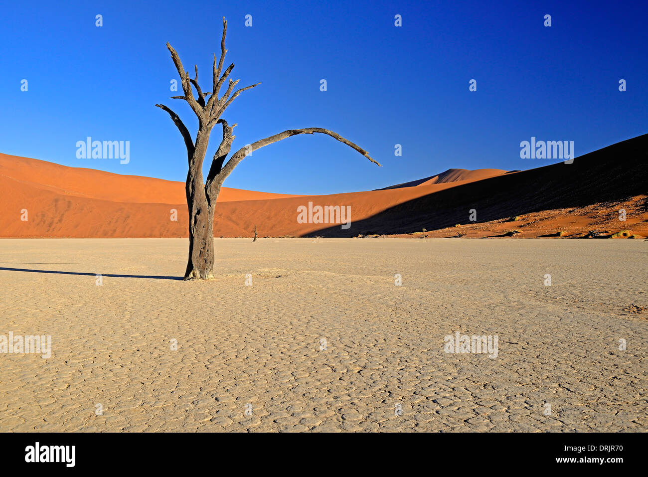 Camel Thorn trees Acacia erioloba, anche camel thorn o camel thorn acacia nell'ultima luce della sera, Namib Naukluft national par Foto Stock