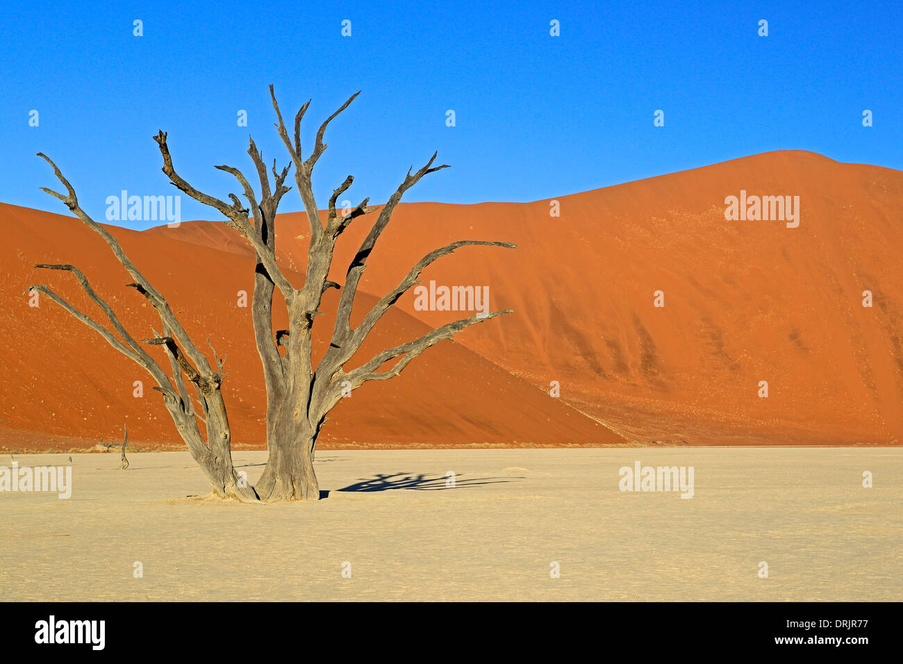 Camel Thorn trees Acacia erioloba, anche camel thorn o camel thorn acacia nell'ultima luce della sera, Namib Naukluft national par Foto Stock