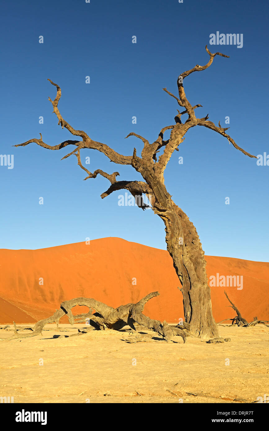 Camel Thorn trees Acacia erioloba, anche camel thorn o camel thorn acacia nell'ultima luce della sera, Namib Naukluft national par Foto Stock