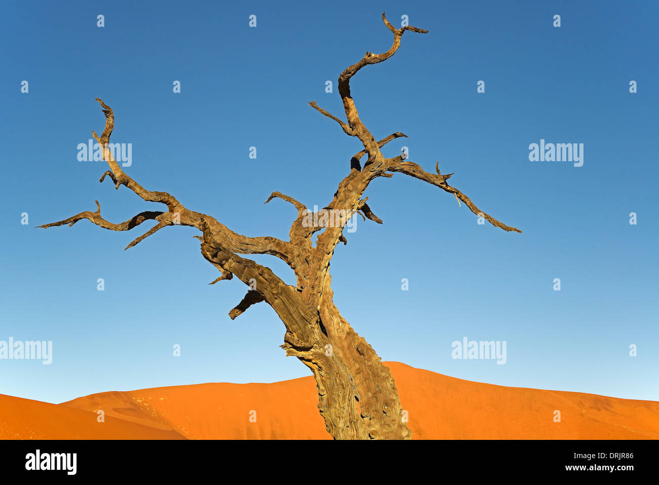 Camel Thorn trees Acacia erioloba, anche camel thorn o camel thorn acacia nell'ultima luce della sera, Namib Naukluft national par Foto Stock