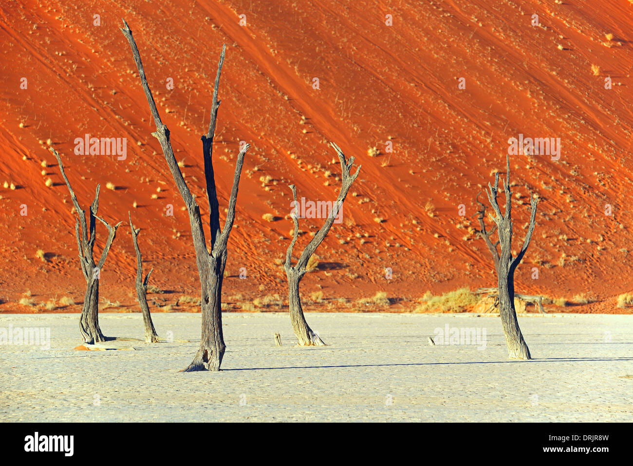 Camel Thorn trees Acacia erioloba, anche camel thorn o camel thorn acacia nell'ultima luce della sera, Namib Naukluft national par Foto Stock