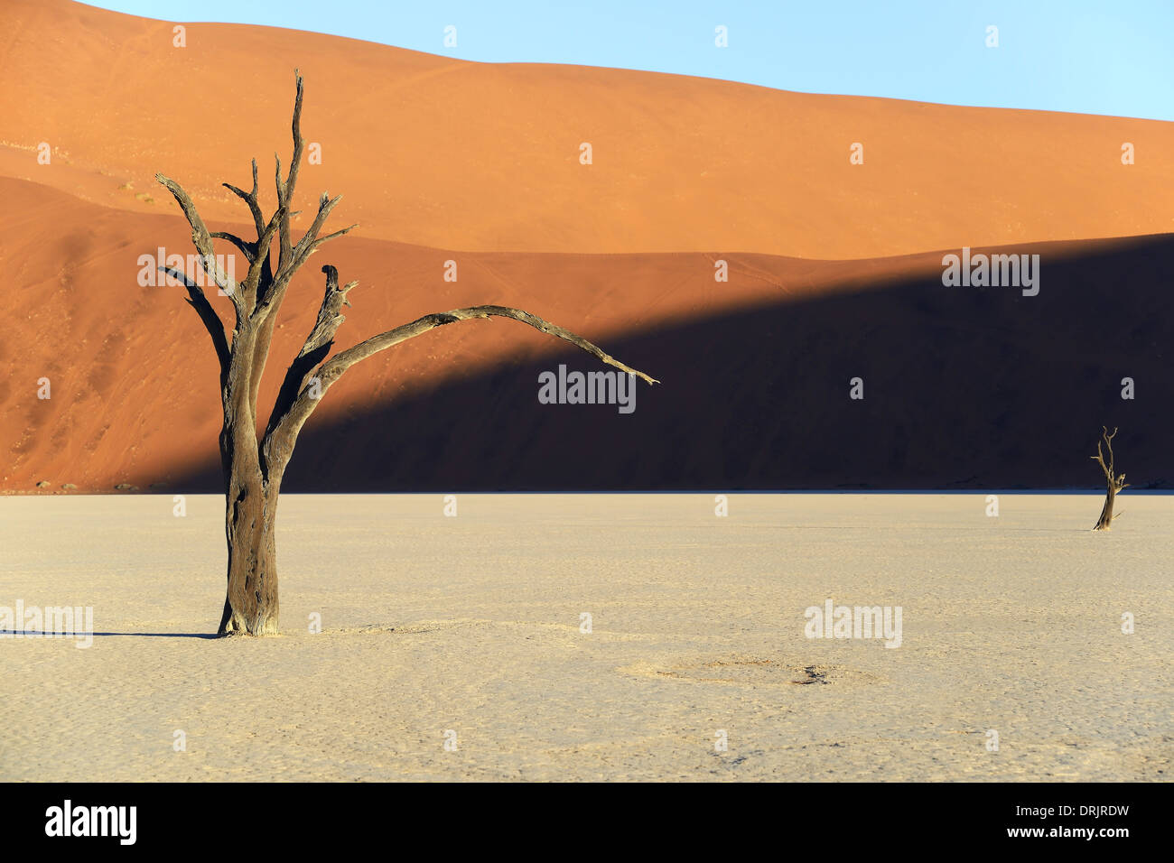 Camel Thorn trees Acacia erioloba, anche camel thorn o camel thorn acacia nell'ultima luce della sera, Namib Naukluft national par Foto Stock