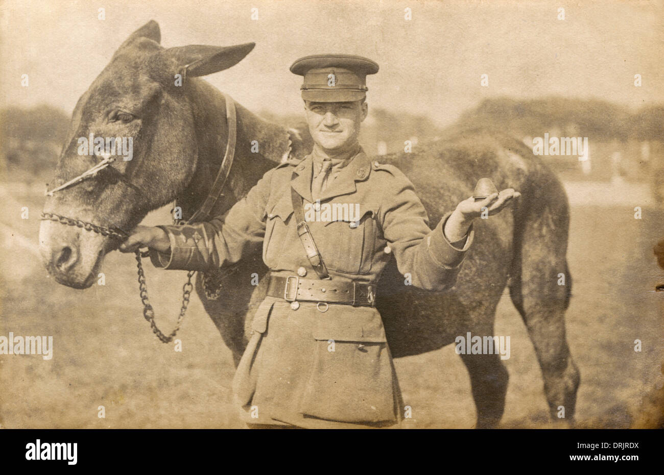 Un esercito britannico veterinario e un mulo ferito Foto Stock