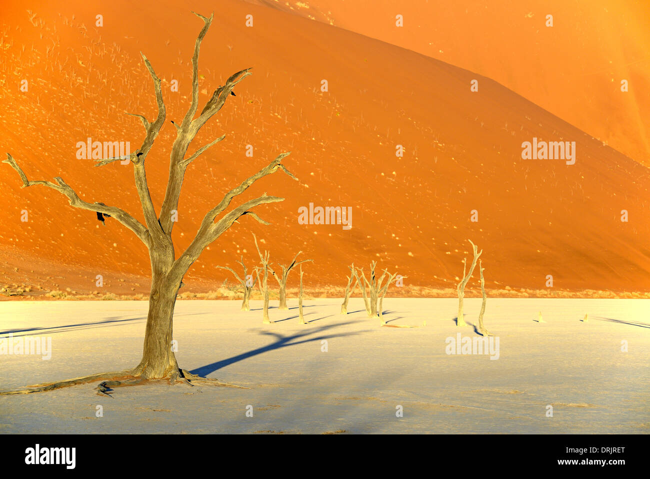 Camel Thorn trees Acacia erioloba, anche camel thorn o camel thorn acacia nell'ultima luce della sera, Namib Naukluft national par Foto Stock