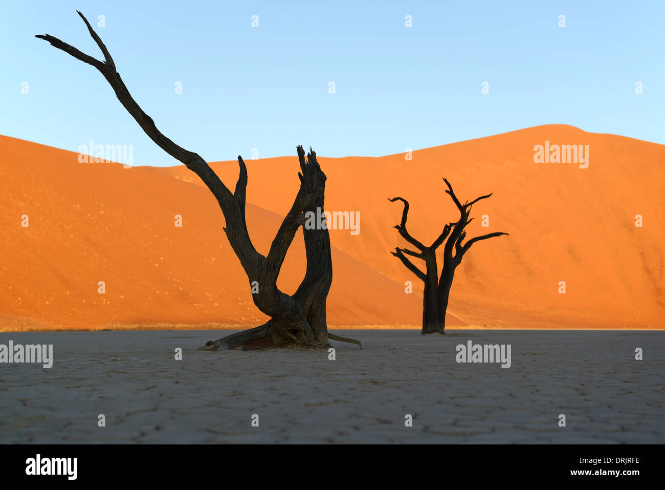 Camel Thorn trees Acacia erioloba, anche camel thorn o camel thorn acacia come una silhouette nell'ultima luce della sera sulle dune Foto Stock