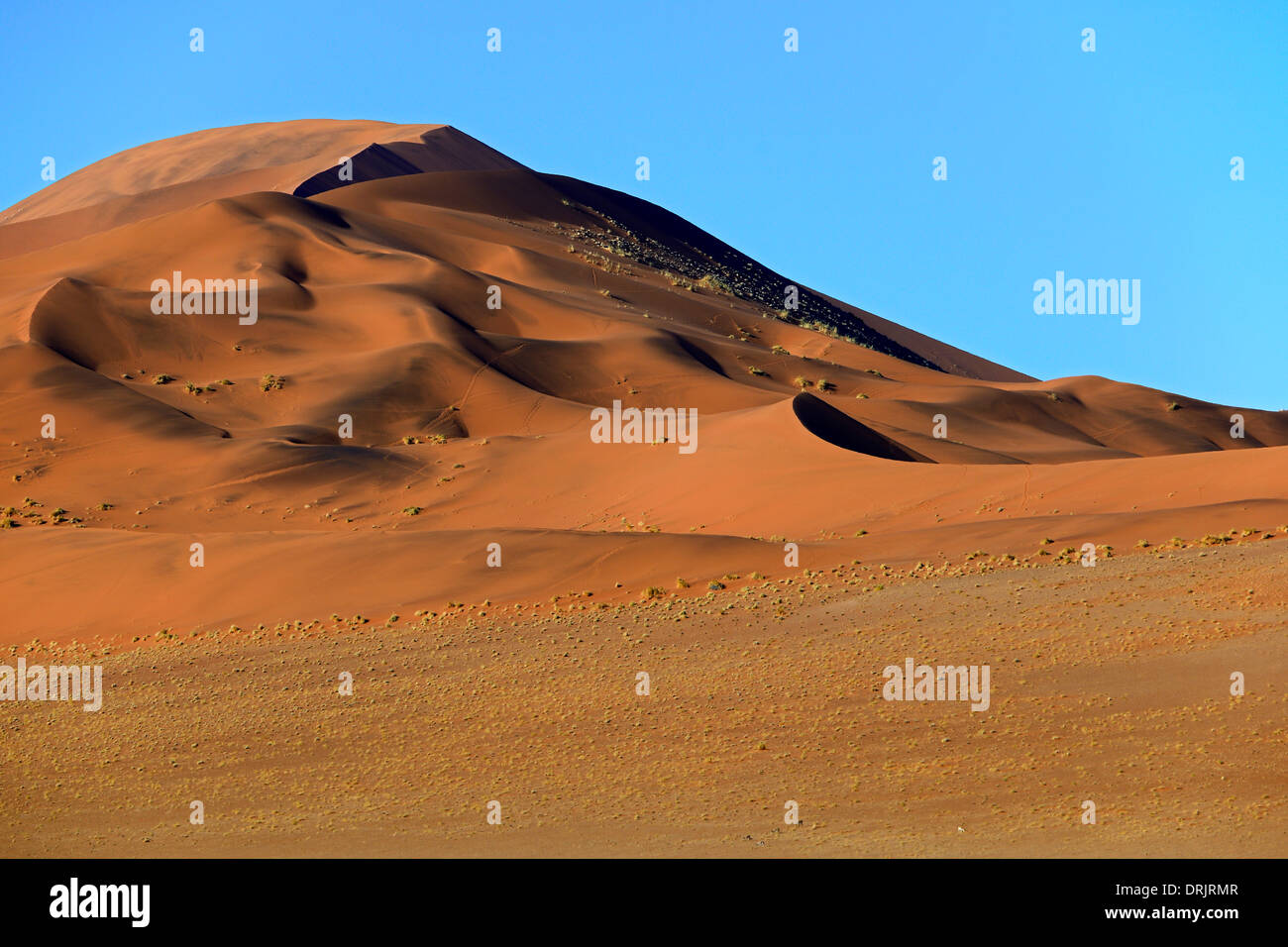 Le gigantesche dune di sabbia nella prima luce del mattino, Namib Naukluft national park, Sossusvlei, Namibia, Africa, riesige Sandduenen ho Foto Stock