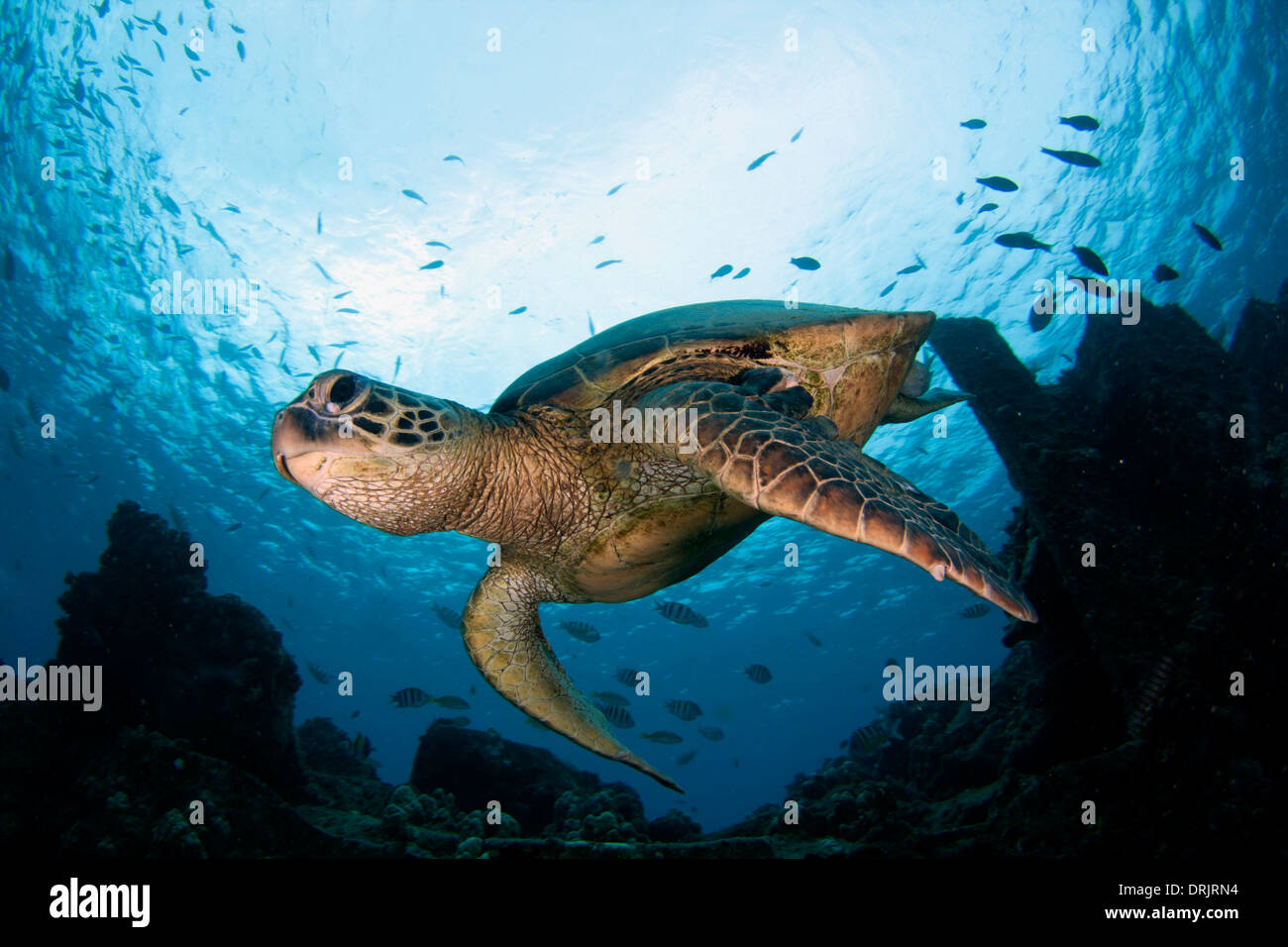 Un Hawaiian tartaruga verde nuota sotto un snorkeler al punto Kahe, Oahu Foto Stock