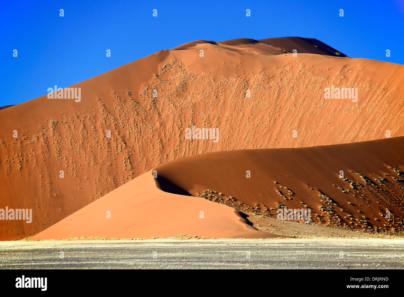 Le gigantesche dune di sabbia nella prima luce del mattino, Namib Naukluft national park, Sossusvlei, Namibia, Africa, riesige Sandduenen ho Foto Stock