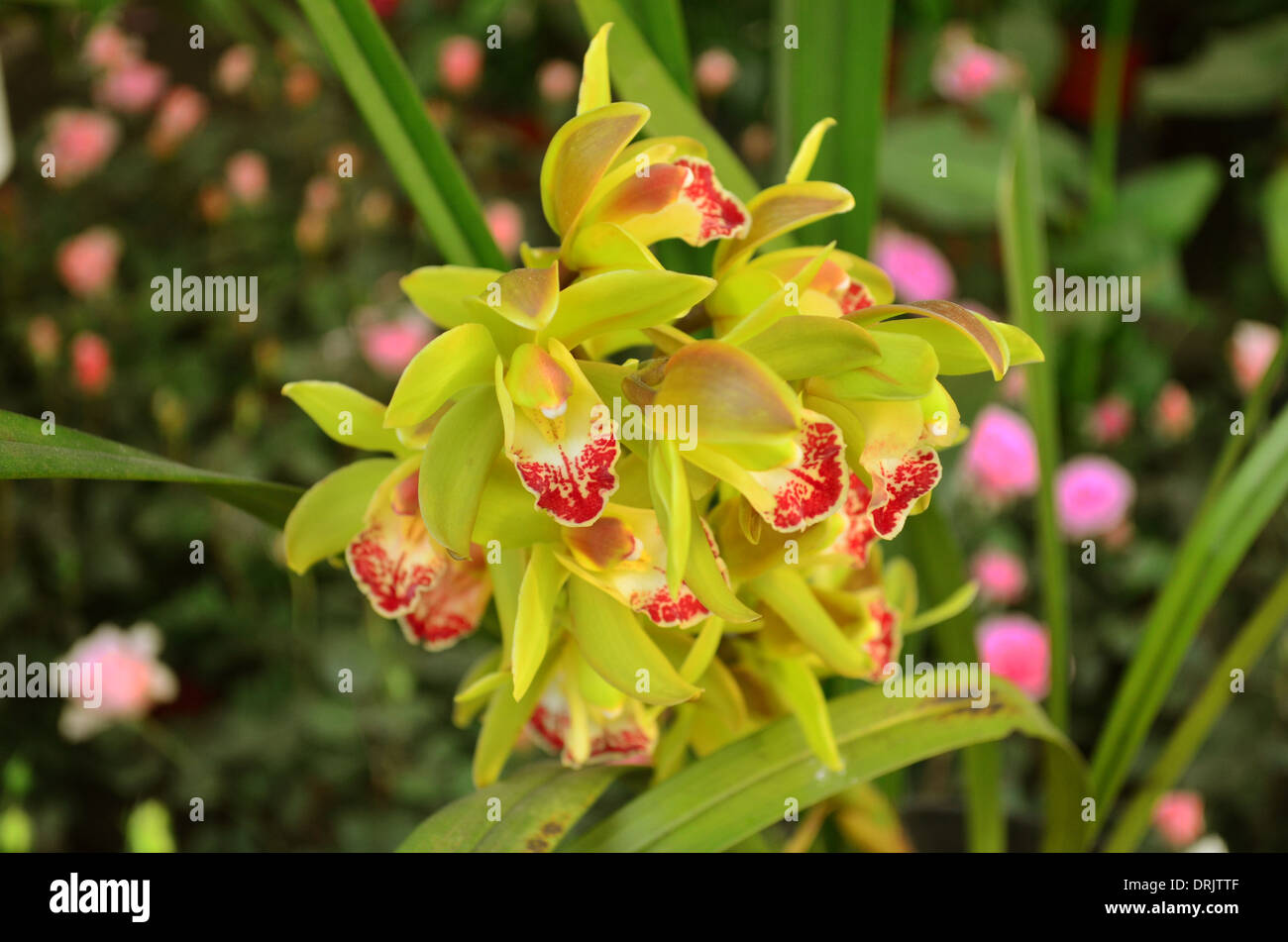 Fiori, disposizione, floreale con foglie rosse, selvatici, denti, giardino, erba, home, Foto Stock