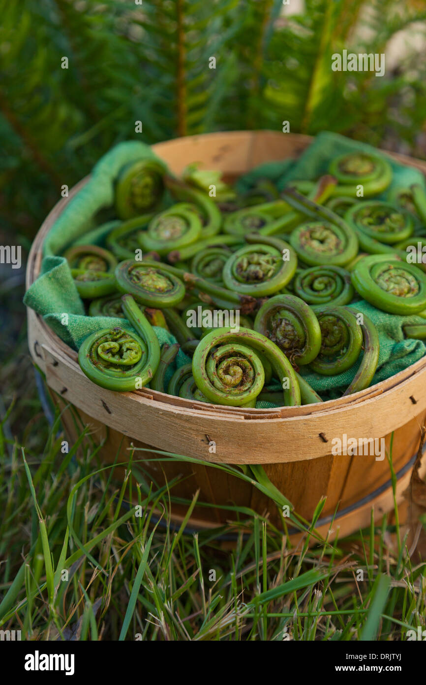 Fiddleheads in un cestello Foto Stock