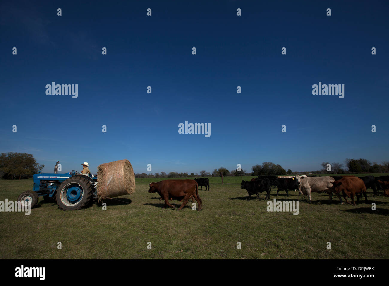 Vacche seguire un trattore con paglia in Waxahachie, Texas, Stati Uniti, 29 novembre 2013. Foto Stock