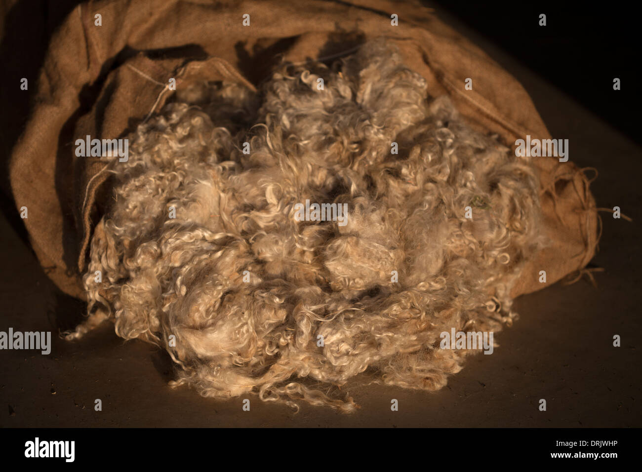 La lana delle capre angora in Waxahachie, Texas, Stati Uniti, 4 dicembre 2013. Foto Stock