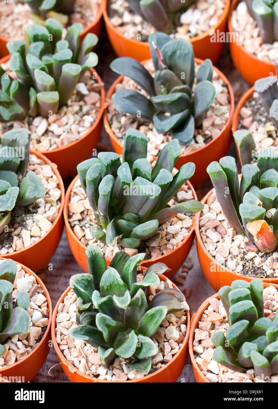 Molte piccole piante succulente piante in vaso. Foto Stock