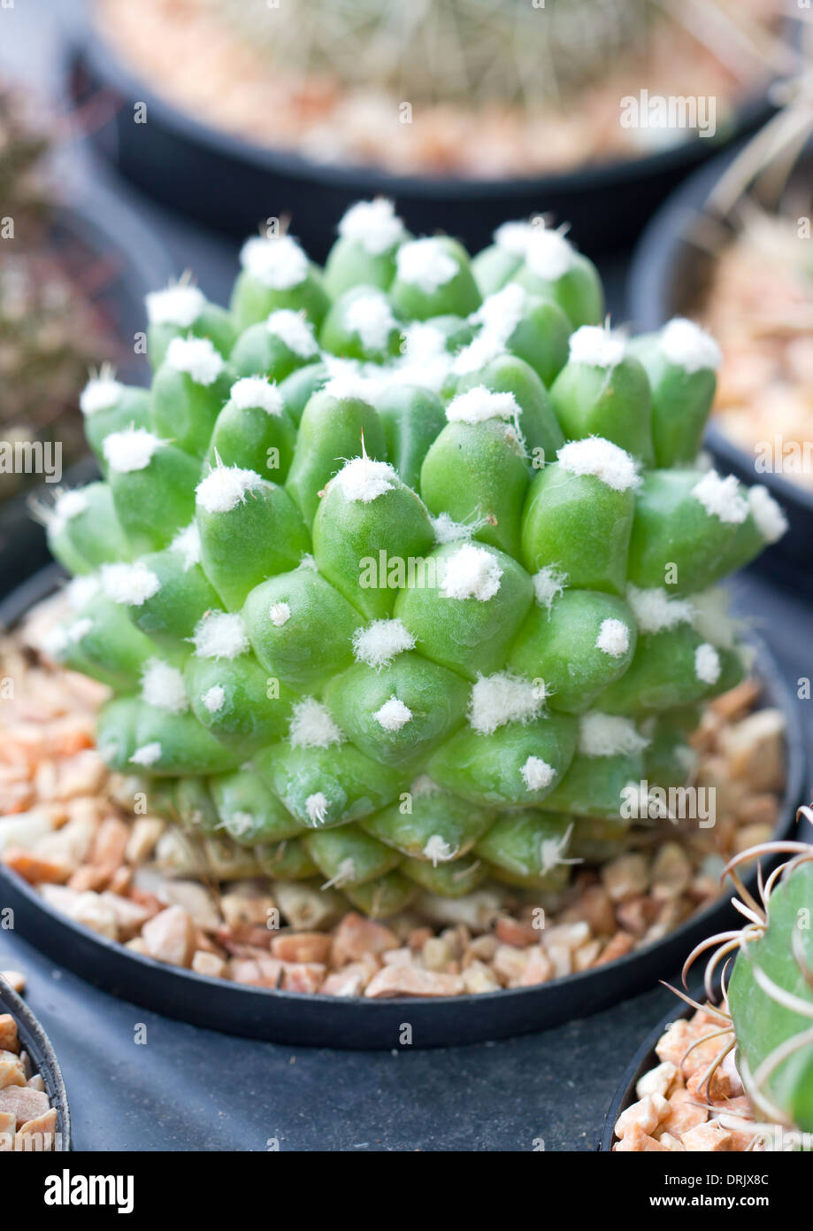 Piccolo cactus nel pot. Foto Stock