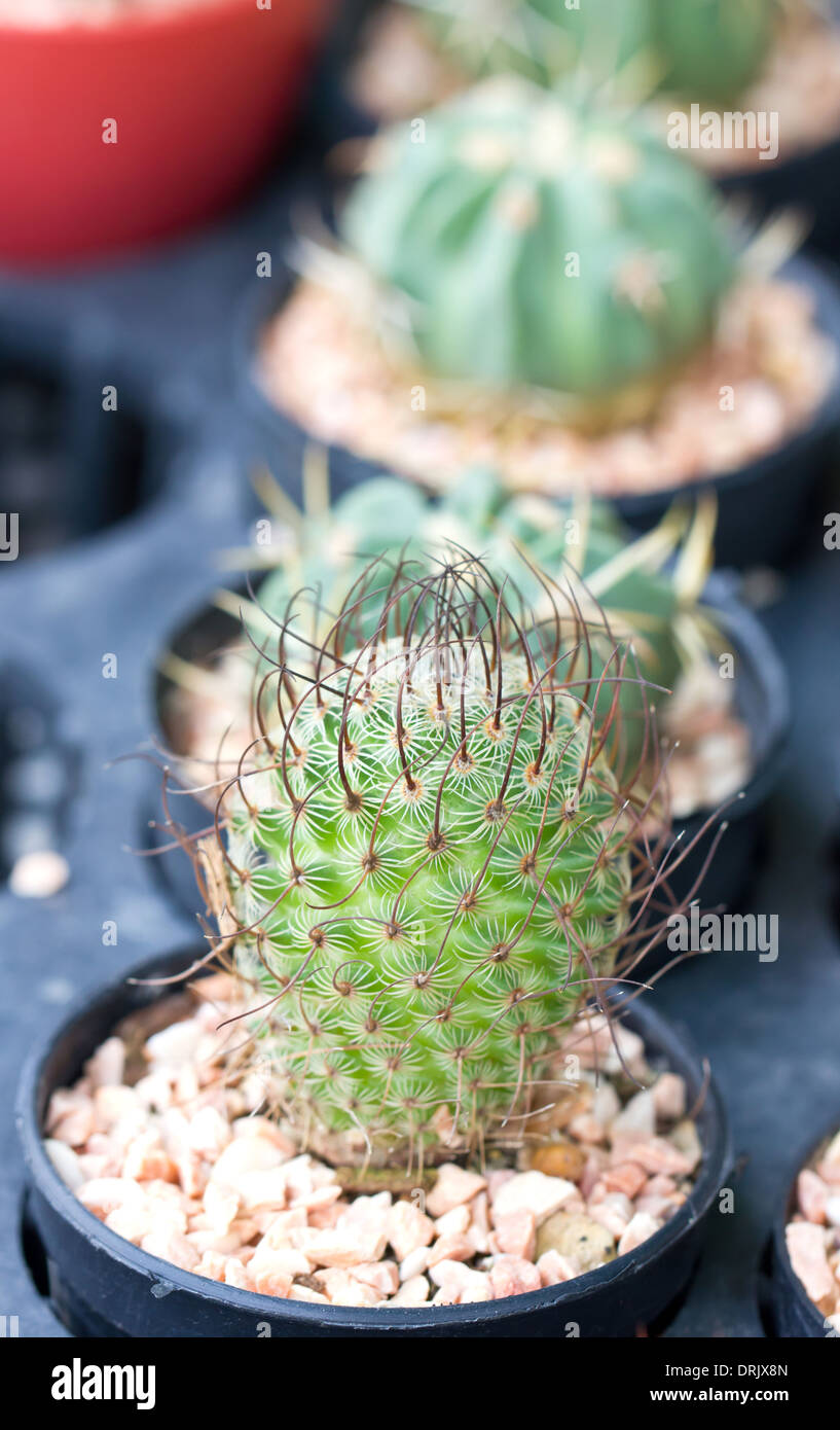 Piccolo cactus nel pot. Foto Stock