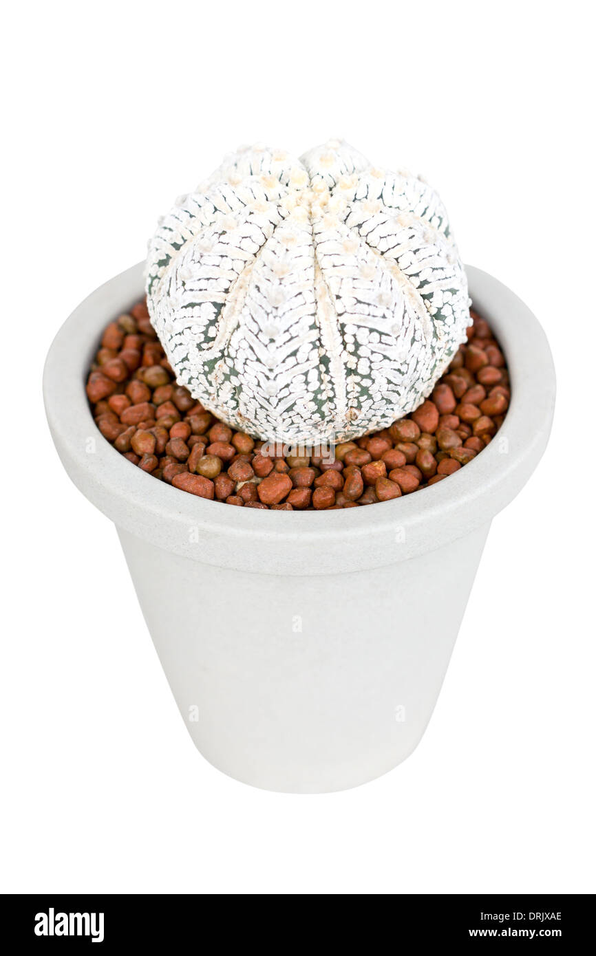 Impianto di Cactus crescere in pentola di creta isolato su bianco. Foto Stock