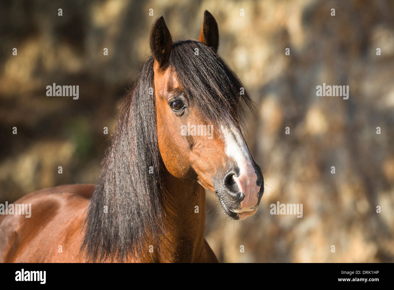 Kaimanawa cavallo ritratto di una baia castrazione Nuova Zelanda Foto Stock