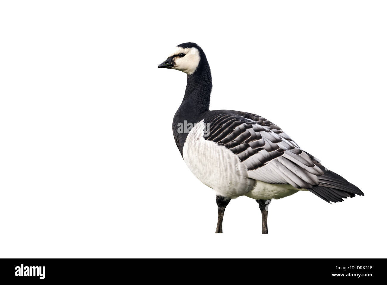 Barnacle goose, Branta leucopsis, unico oca selvatici sull'erba, Londra, Gennaio 2012 Foto Stock
