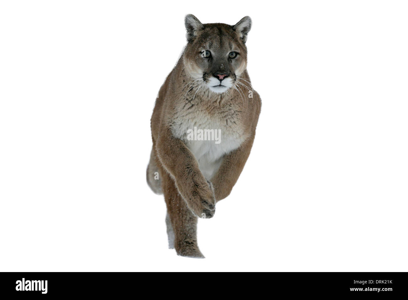 Puma o Mountain lion, Puma concolor, singolo gatto nella neve, captive Foto Stock
