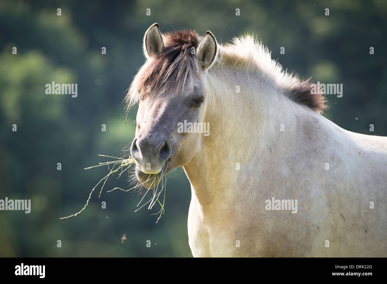 Cavallo primitivo polacco. Ritratto di dun adulto Foto Stock