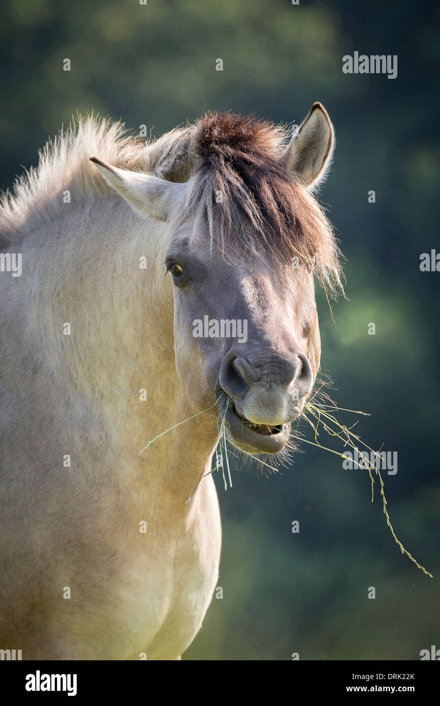 Cavallo primitivo polacco. Ritratto di dun adulto Foto Stock
