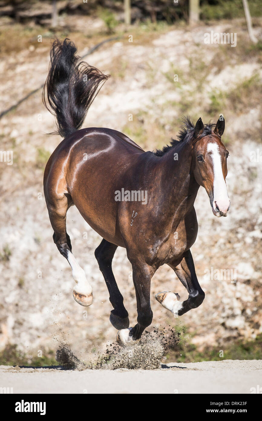 Dutch Warmblood Bay horse strappi su una spiaggia in Nuova Zelanda Foto Stock