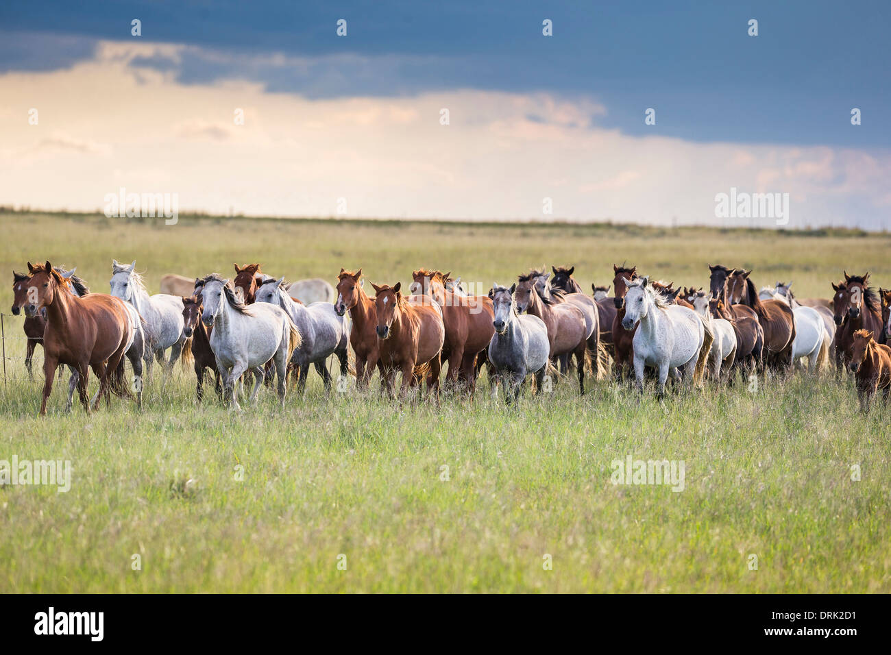 Nooitgedacht allevamento Pony mares trotto savana in Sud Africa Foto Stock