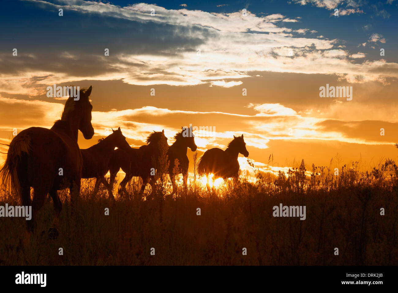 Nooitgedacht Pony Gruppo di mares stagliano contro il cielo di sera in Sud Africa Foto Stock