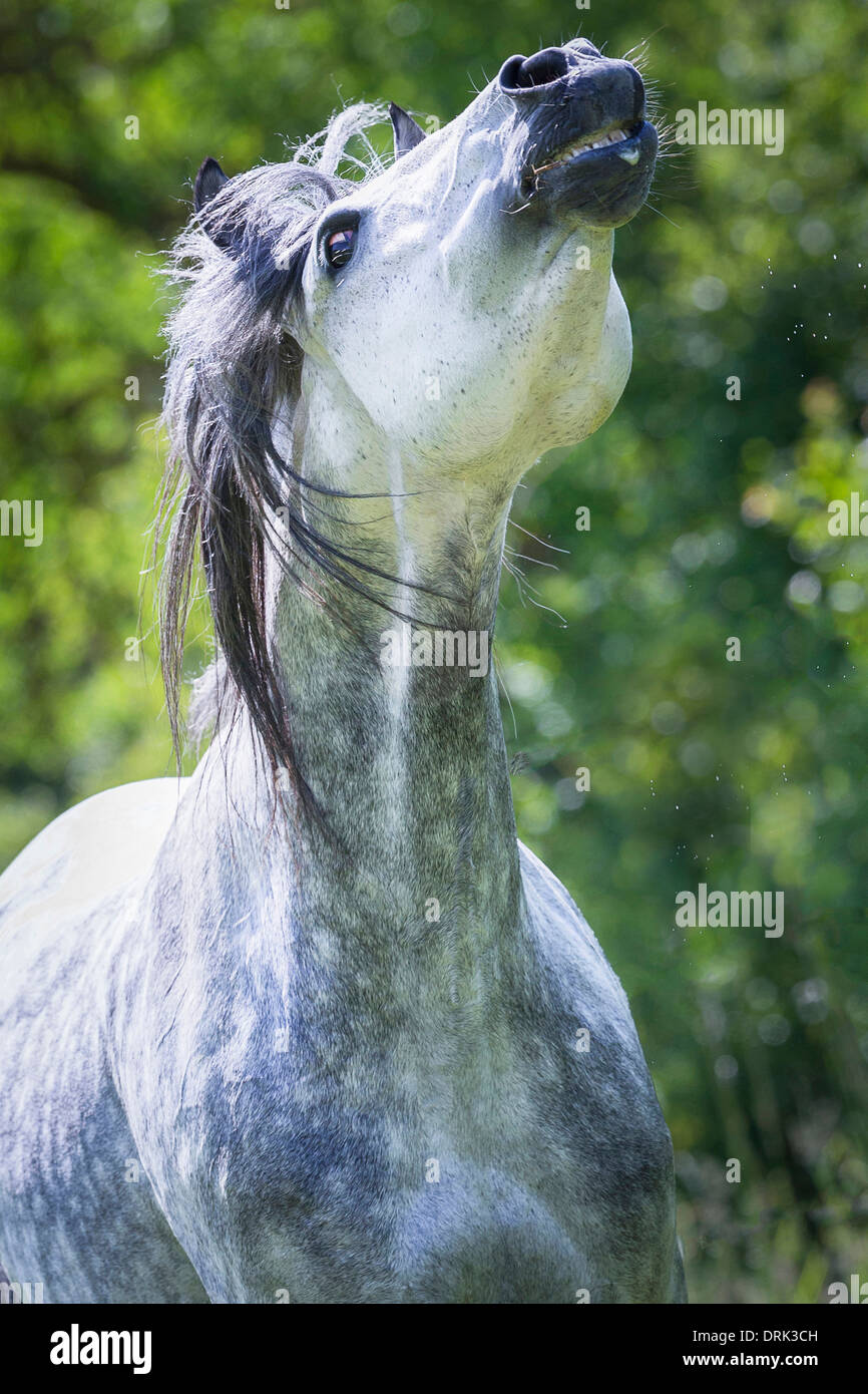 Cavallo spagnolo puro, andaluso. Stallone grigio ananas che scuote il suo ritratto della testa Foto Stock