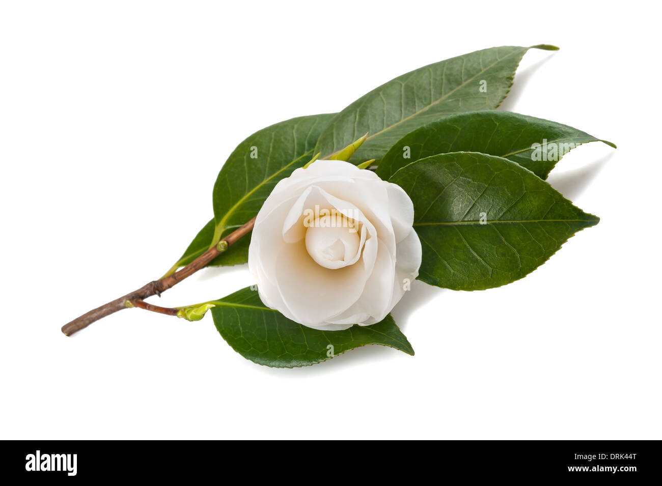 White camellia isolato su bianco Foto Stock