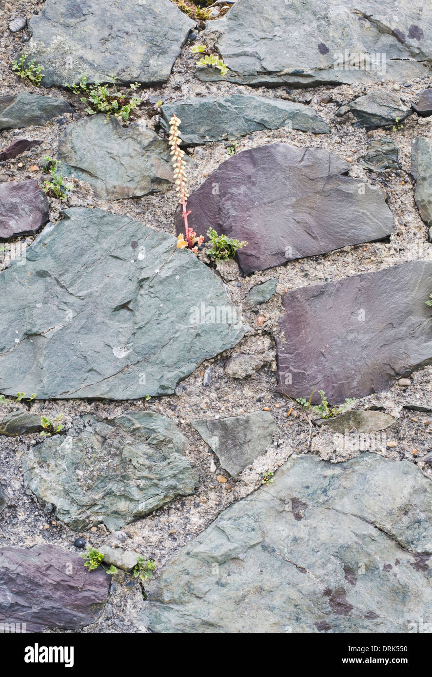 Dettaglio della parete di pietra fatta del Cambriano locale le rocce sedimentarie lungo il Bray a Greystones sentiero costiero, County Wicklow, Irlanda Foto Stock