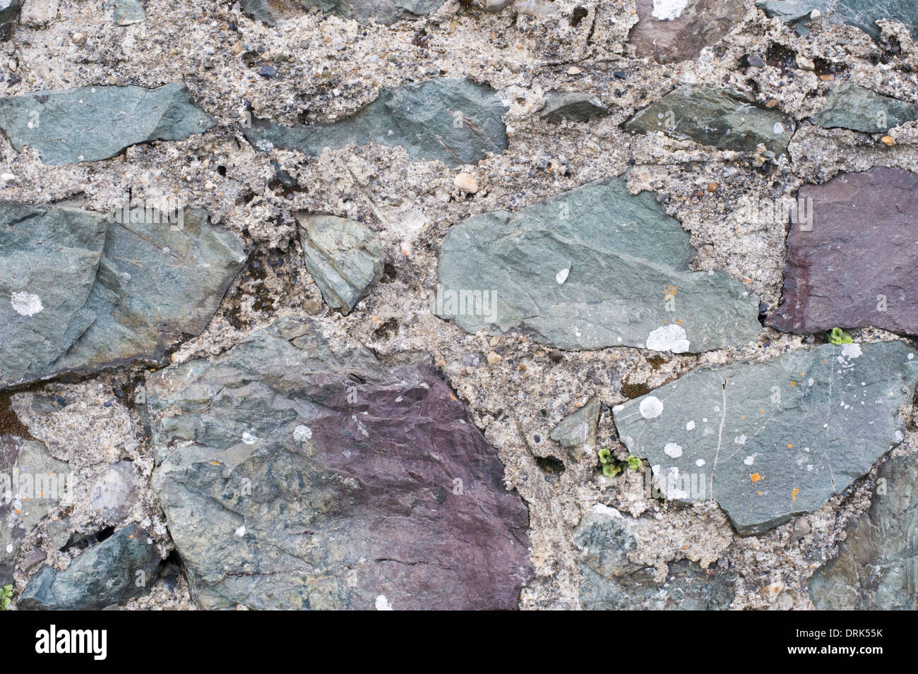 Dettaglio della parete di pietra fatta del Cambriano locale le rocce sedimentarie lungo il Bray a Greystones sentiero costiero, County Wicklow, Irlanda Foto Stock