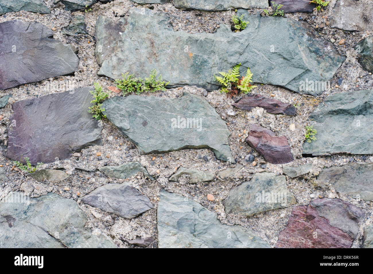 Dettaglio della parete di pietra fatta del Cambriano locale le rocce sedimentarie lungo il Bray a Greystones sentiero costiero, County Wicklow, Irlanda Foto Stock