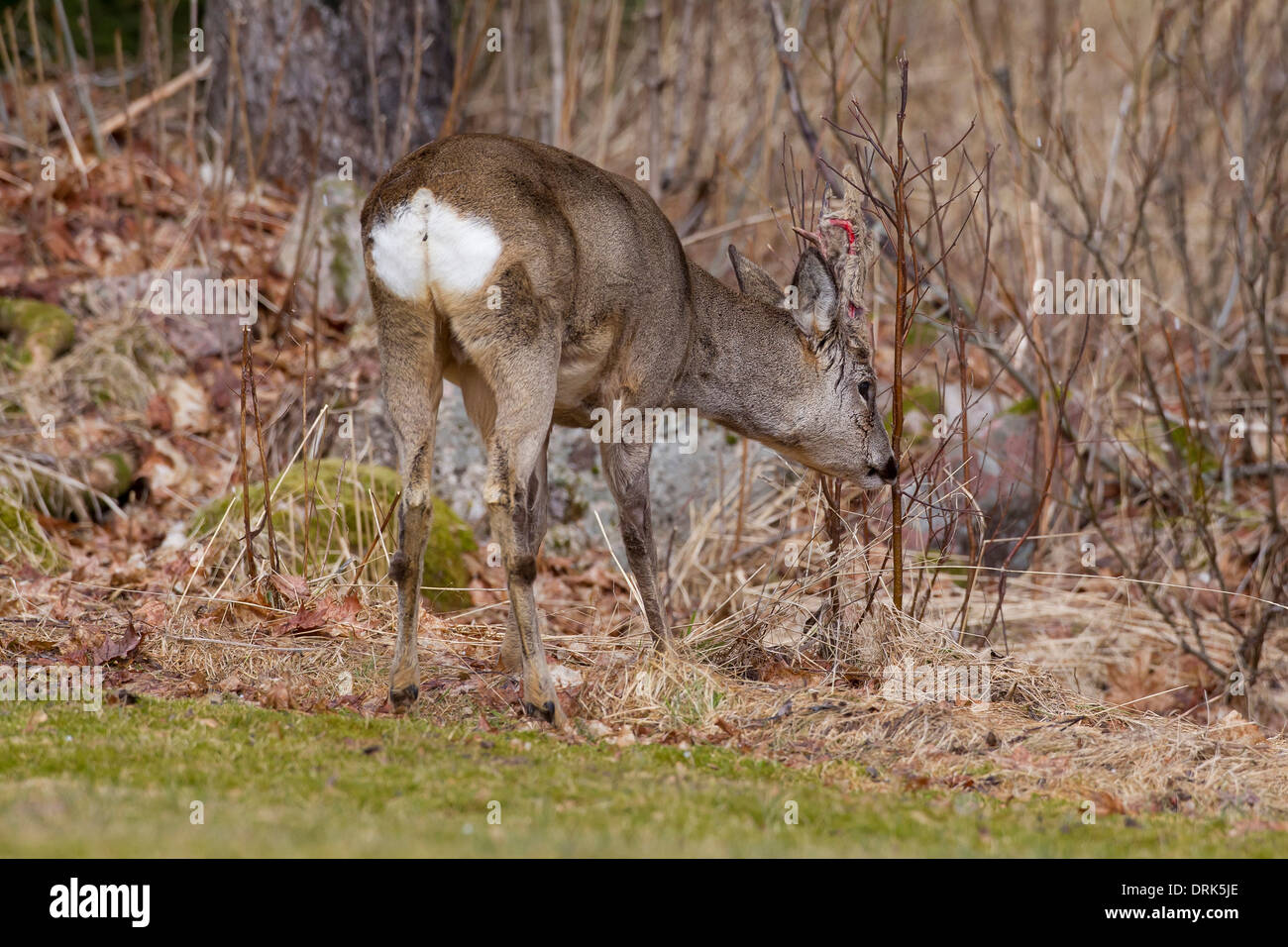 Il capriolo (Capreolus capreolus). Sfregamento buck suo palchi sui ramoscelli al fine di rimuovere il velluto. Svezia Foto Stock