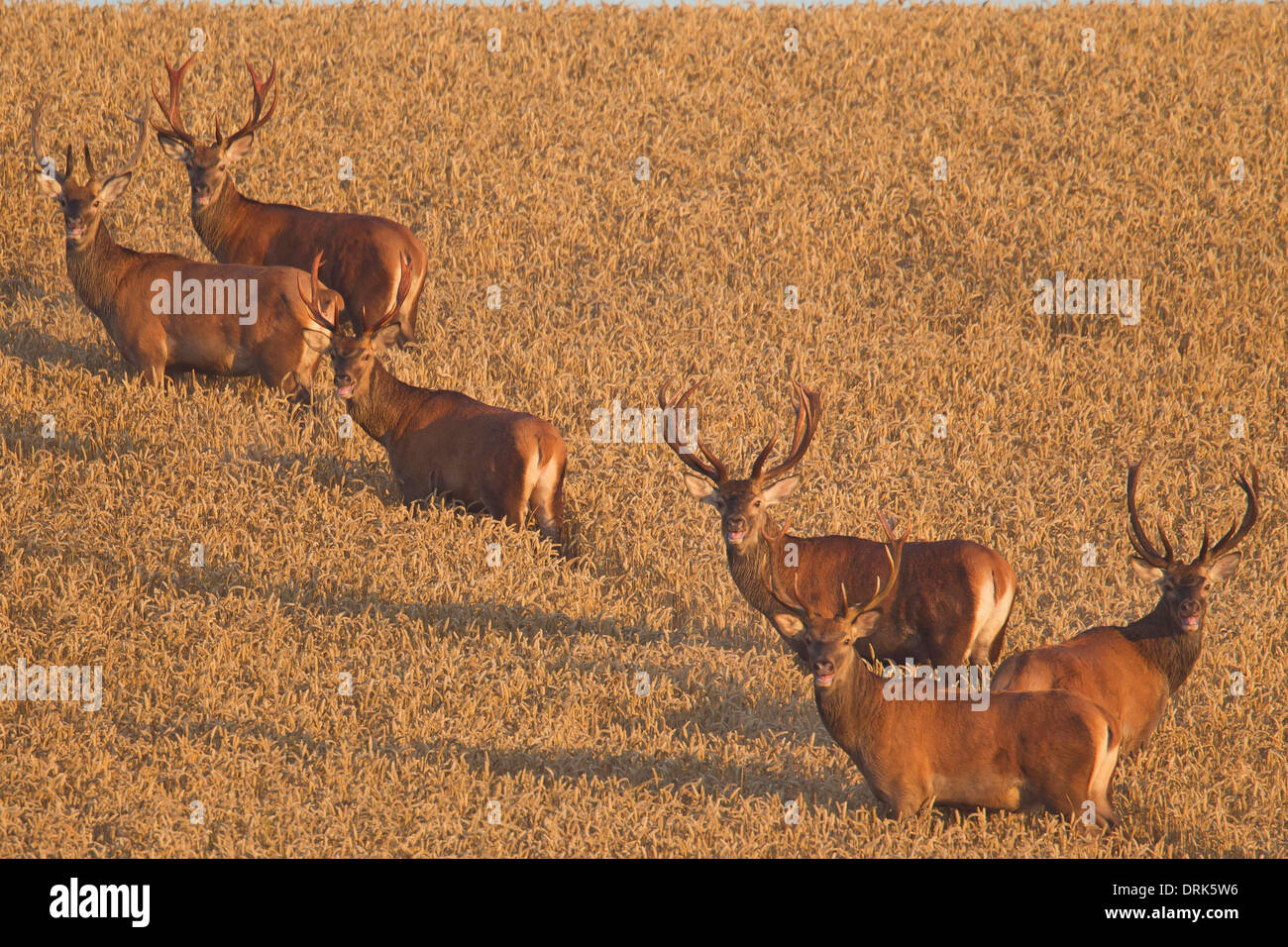 Il cervo (Cervus elaphus). Sei cervi in un campo di grano. Scania. Svezia Foto Stock