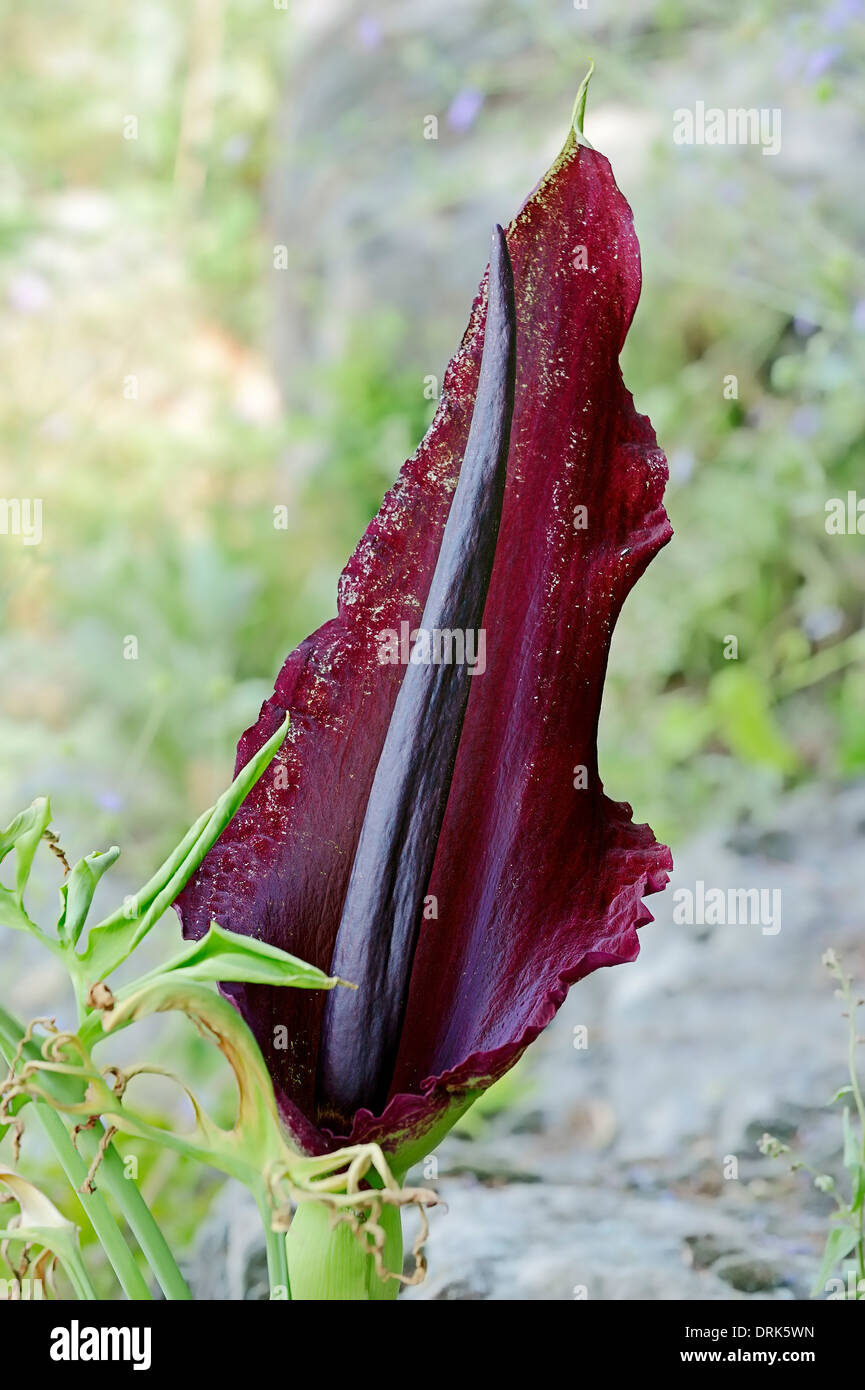 Dragon Arum, Voodoo Lily, Snake Lily, Nero Arum, Black Dragon, Dragonwort, Dragon Fiore (Dracunculus vulgaris) Foto Stock