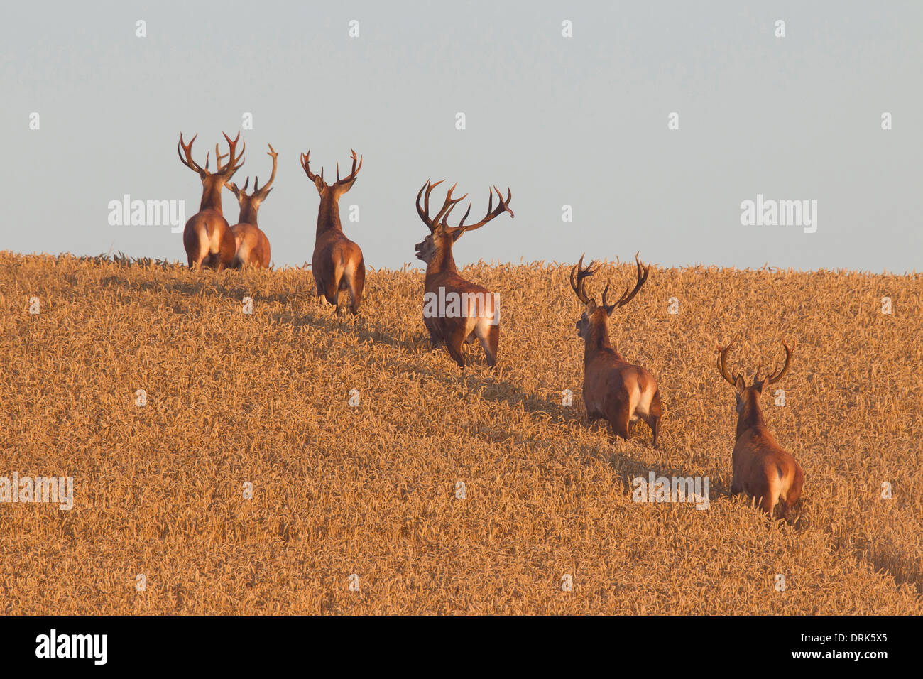 Il cervo (Cervus elaphus). Sei cervi in fuga da un campo di grano. Scania. Svezia Foto Stock