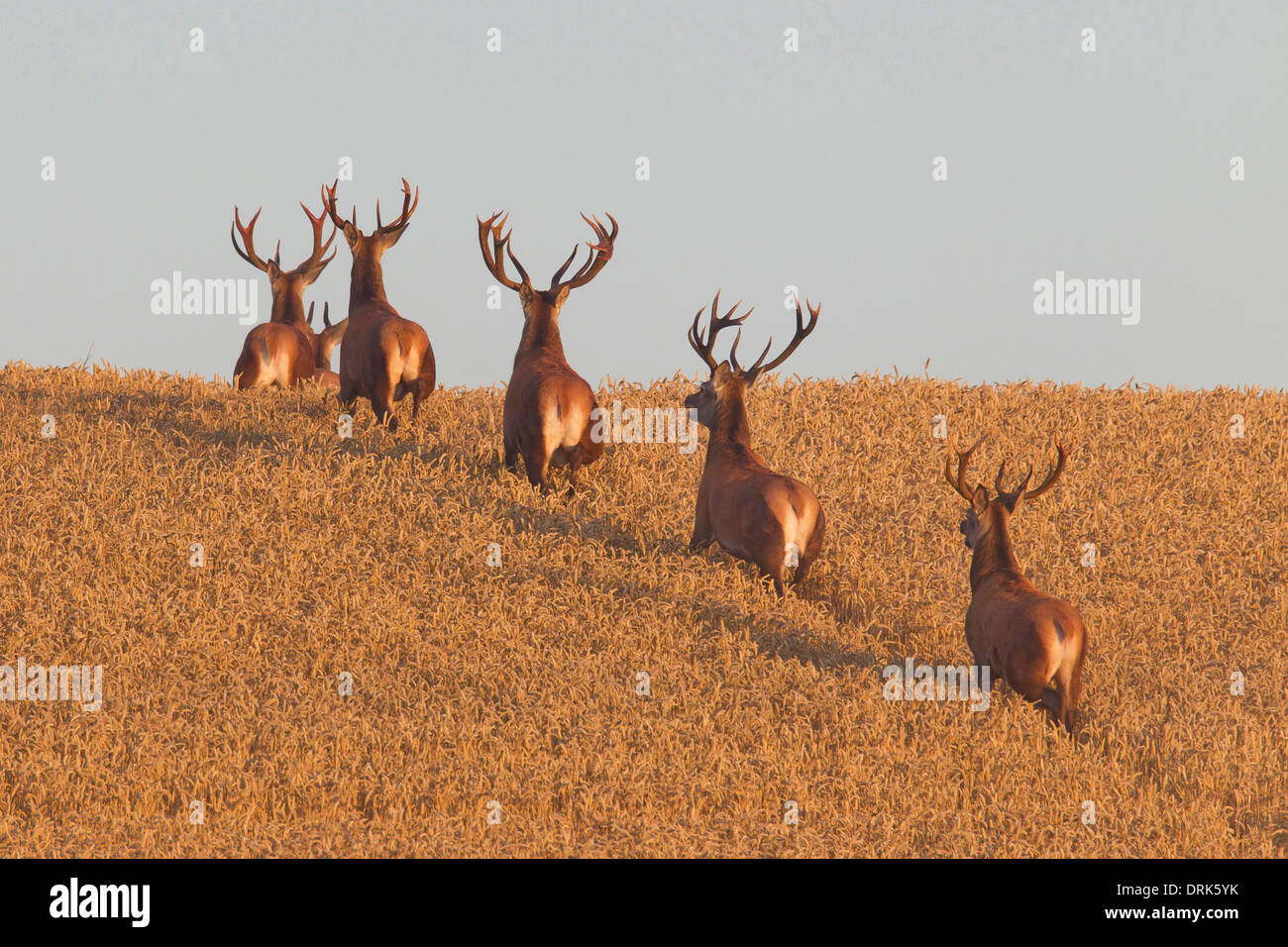 Il cervo (Cervus elaphus). Sei cervi in fuga da un campo di grano. Scania. Svezia Foto Stock