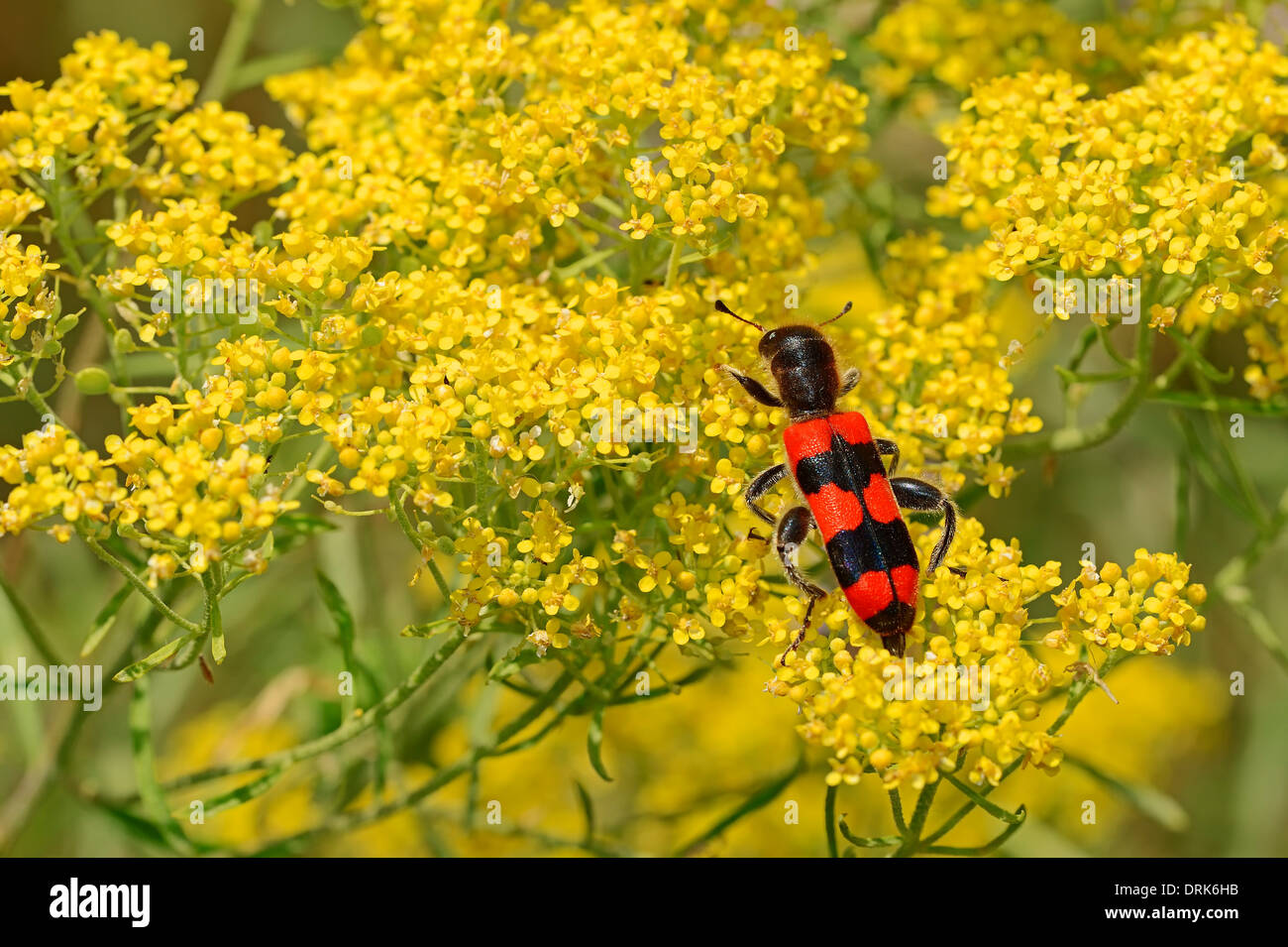 Bee Beetle (Trichodes apiarius), Grecia, Europa Foto Stock