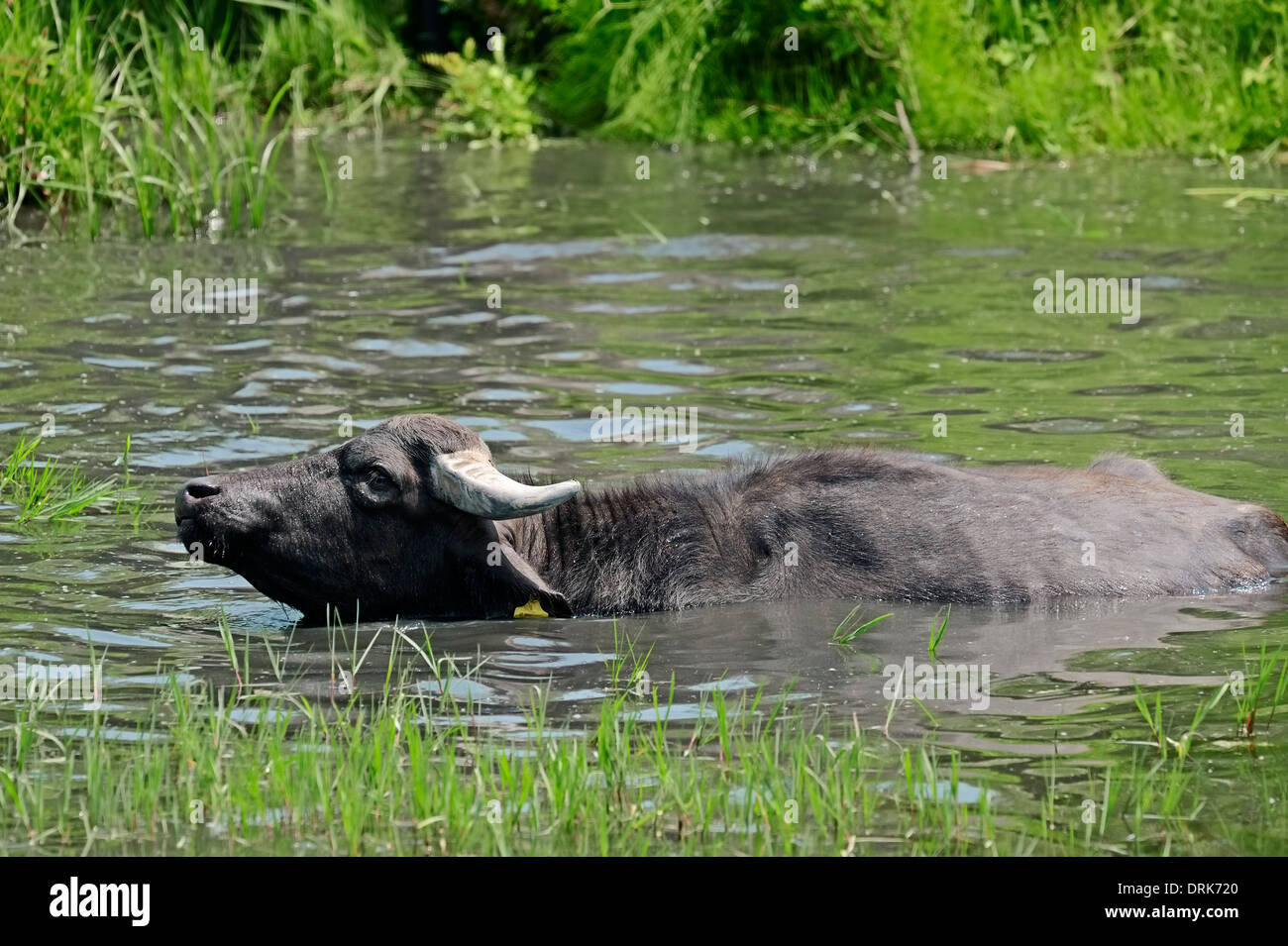 Asian Bufalo d'acqua o Carabao (Bos arnee, Bubalus arnee) in waterhole, Grecia, Europa Foto Stock