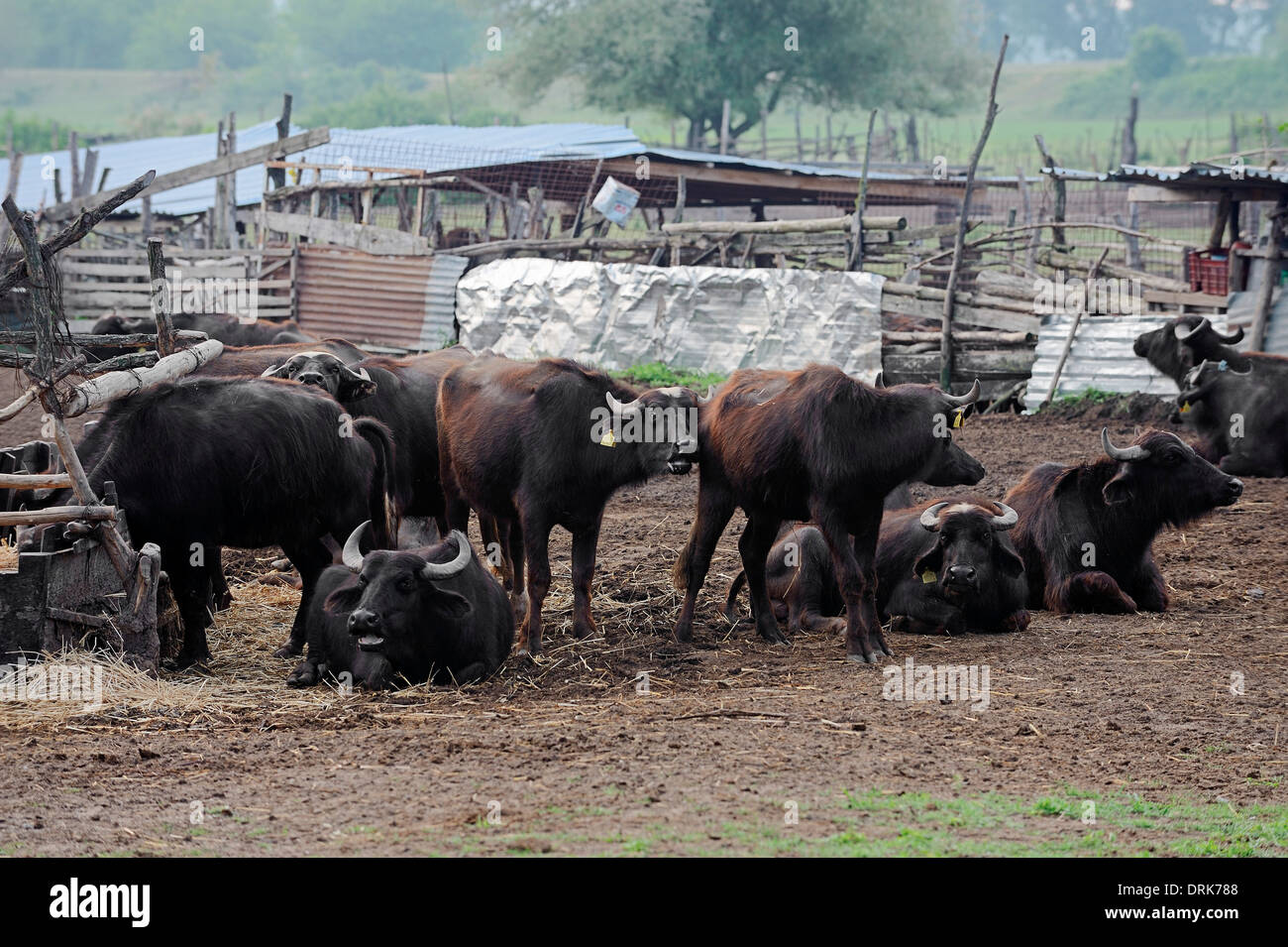 Asian Bufalo d'acqua o Carabao (Bos arnee, Bubalus arnee), gruppo, Grecia, Europa Foto Stock