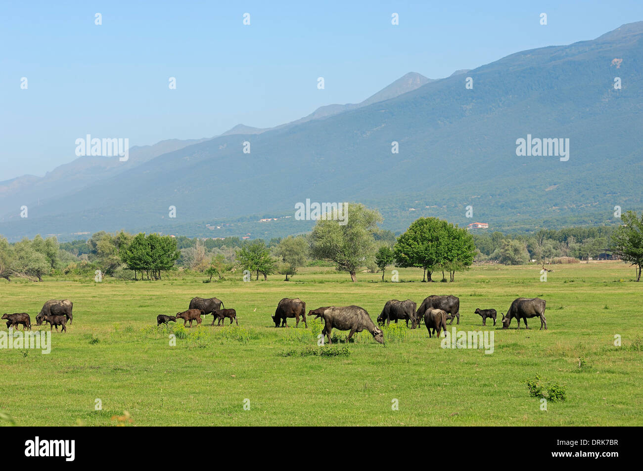 Asian Bufalo d'acqua o Carabao (Bos arnee, Bubalus arnee), gruppo su pascolo, Grecia, Europa Foto Stock