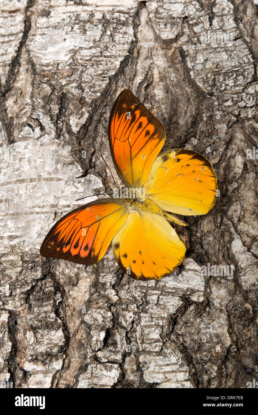 Arancione farfalla sulla corteccia Foto Stock