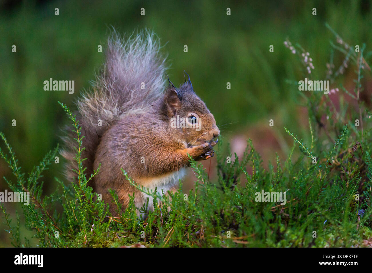 Ritratto di uno scoiattolo rosso sul suolo della foresta, mangiare i dadi, Scozia Foto Stock