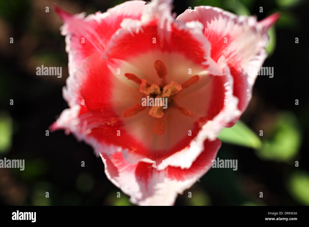 Una rossa con tulipano bianco macro. vista superiore Foto Stock